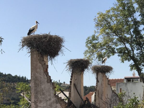 Ooievaars silves